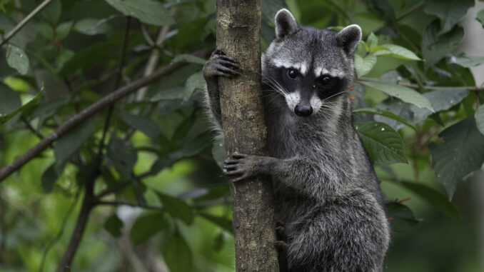 how to keep raccoons from climbing downspouts