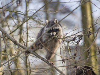 what can raccoons not climb