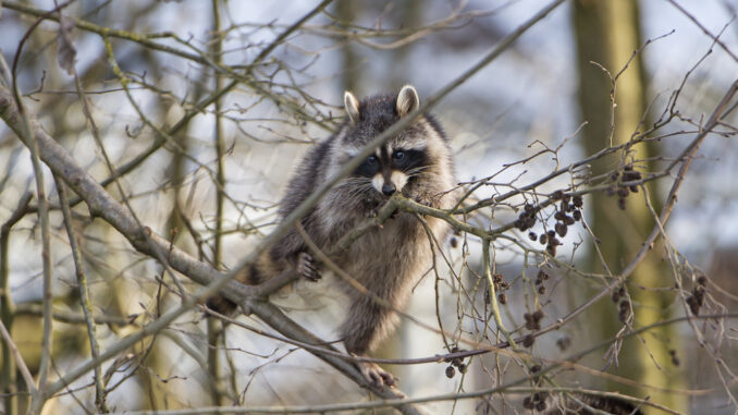 what can raccoons not climb