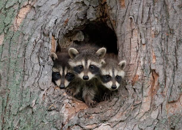 What does a raccoon nest look like