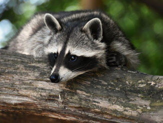 what smell repels raccoons but not cats