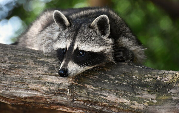 what smell repels raccoons but not cats