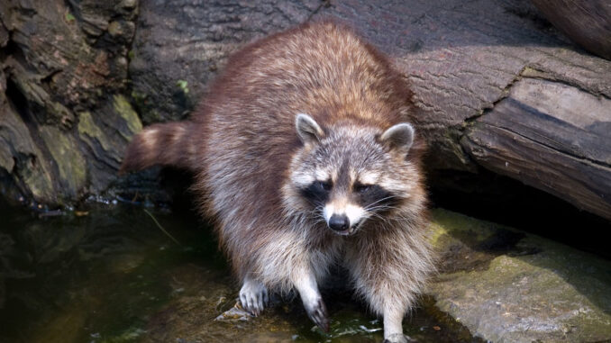 why do raccoons wash their paws