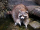 why do raccoons wash their paws